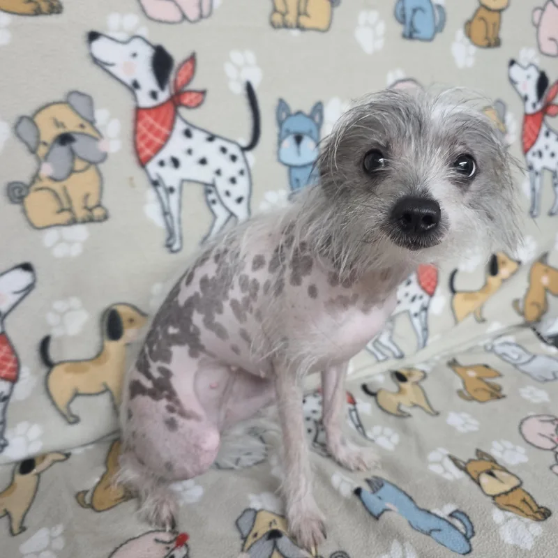 Peanut thumbnail 6
