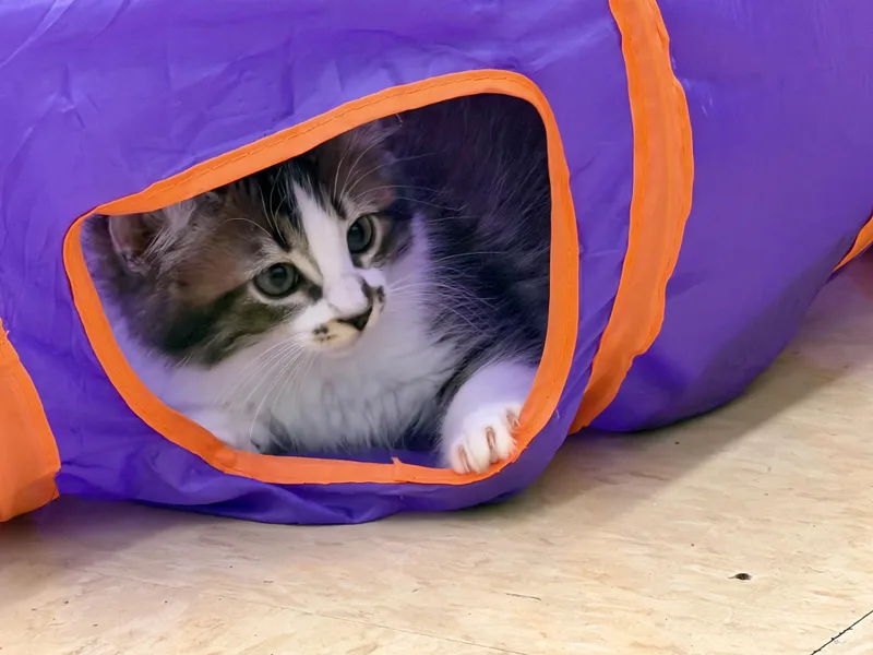 A baby medium-sized male Domestic Long Hair cat named Jake for adoption in Gilroy, CA