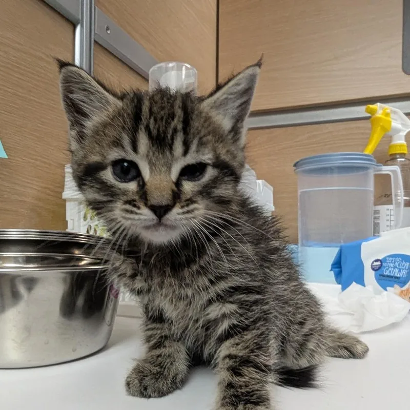 A baby small-sized female Brown / Chocolate Domestic Short Hair cat named Clover for adoption in Canton, NC