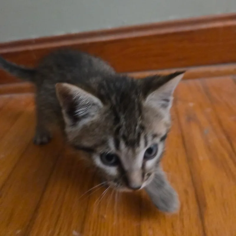 Clover thumbnail 2
