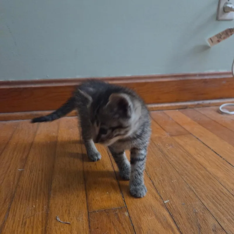 Clover thumbnail 3