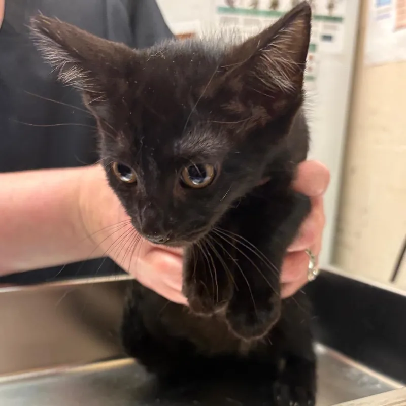 A baby small-sized male Black Domestic Short Hair cat named Pepper for adoption in Birmingham, AL