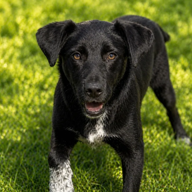 A baby medium-sized female Black Labrador Retriever dog named Midnight for adoption in Brookeville, MD