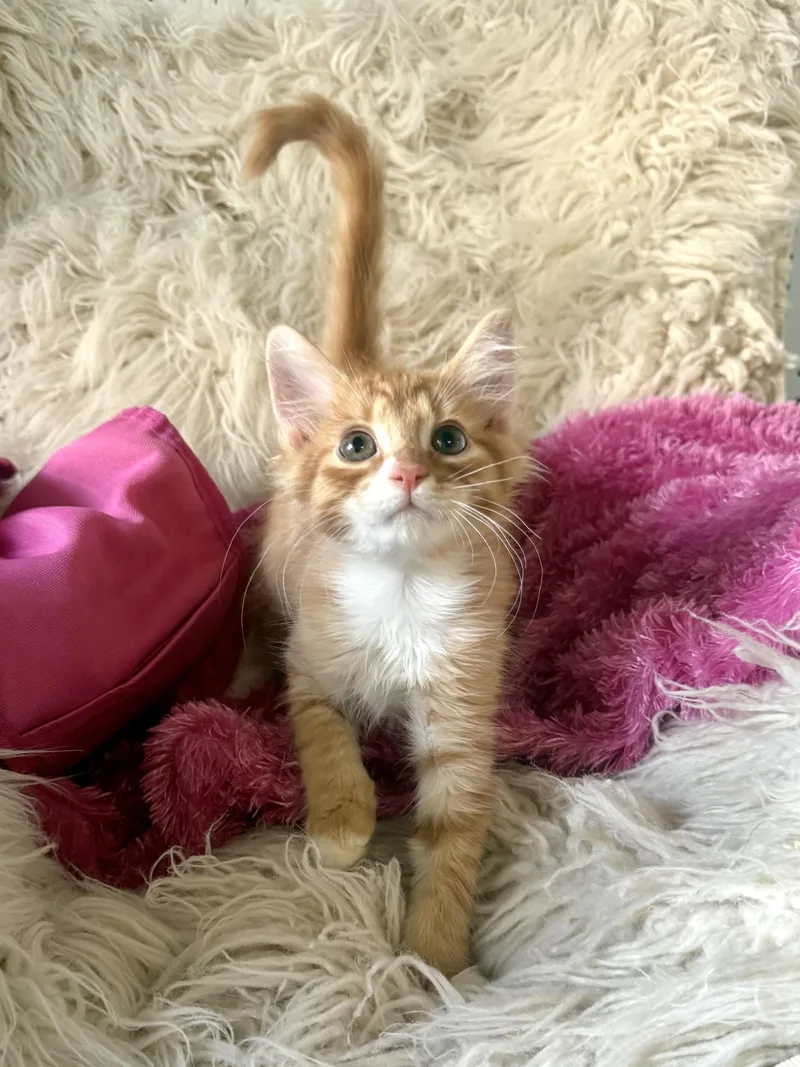 A young medium-sized male Domestic Medium Hair cat named Bamboozle for adoption in Jefferson, LA