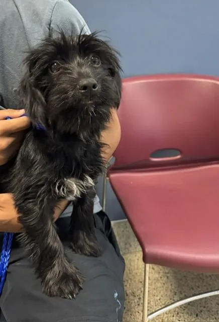 A baby small-sized female Schnauzer dog named Trixie for adoption in Miami, FL