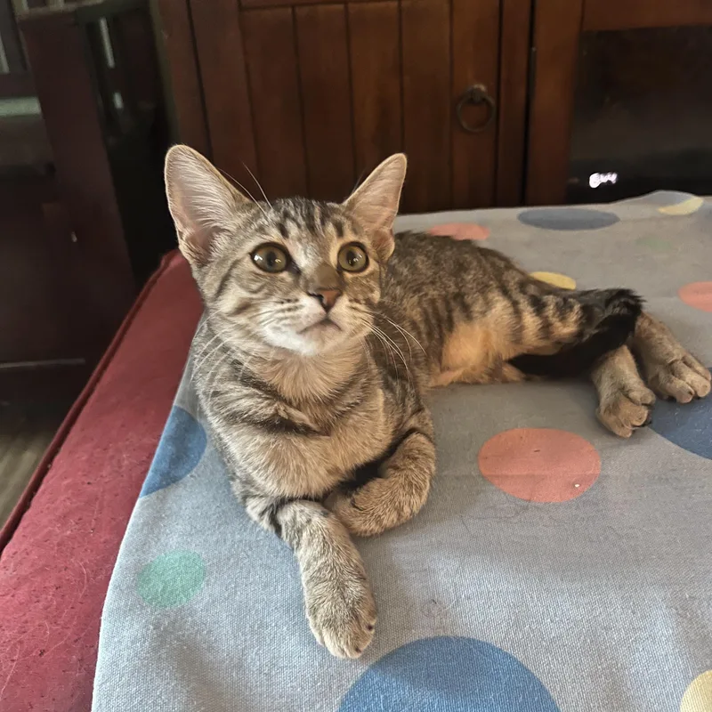 A young medium-sized female Tabby cat named Tillie M. for adoption in Sacramento, CA
