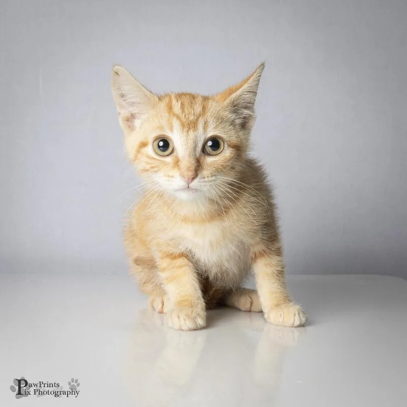 A young medium-sized male Orange / Red Domestic Short Hair cat named Hobbes for adoption in Maryville, TN