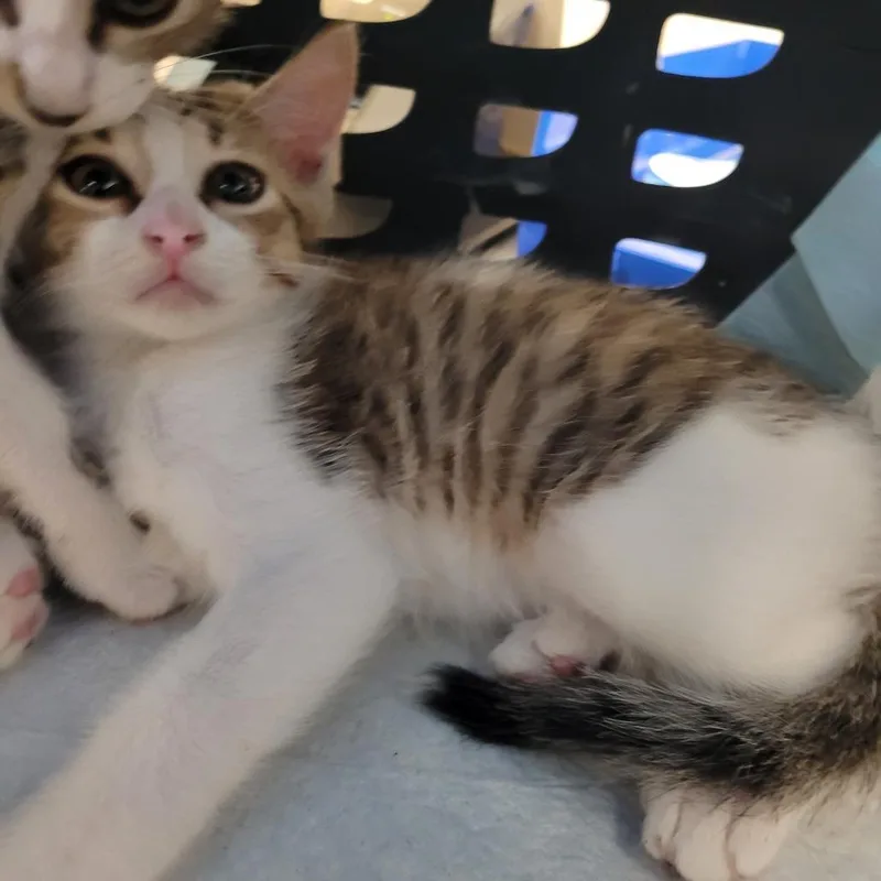 A baby small-sized female Brown / Chocolate Domestic Short Hair cat named Fish for adoption in Lake Panasoffkee, FL