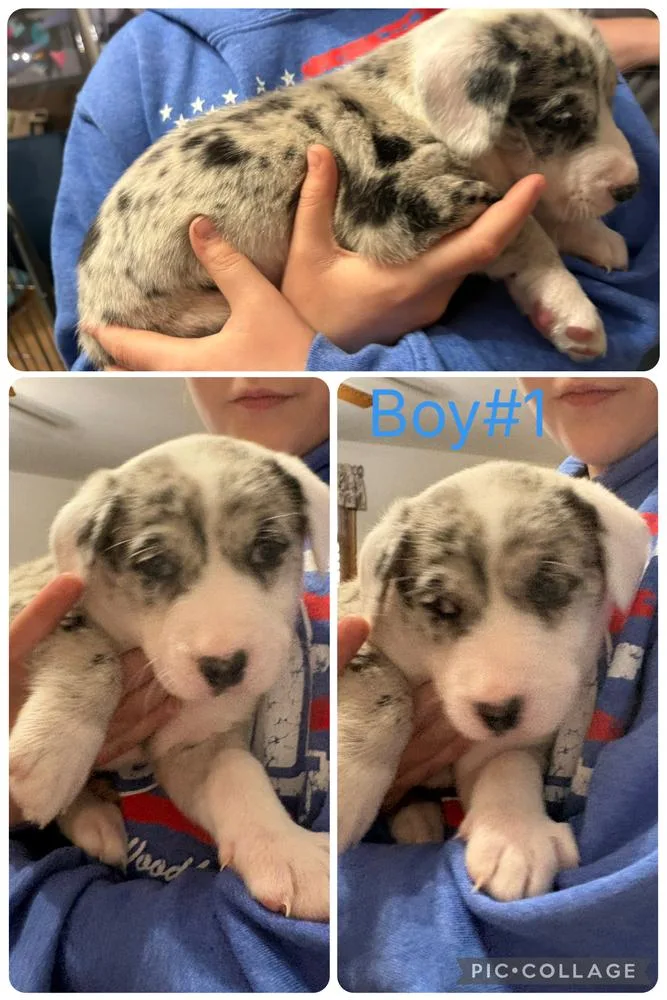 A baby medium-sized male Bicolor Catahoula Leopard Dog dog named Stefon for adoption in Naperville, IL