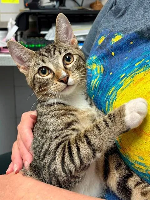 A young small-sized male Domestic Short Hair cat named Garfunkle for adoption in Canfield, OH