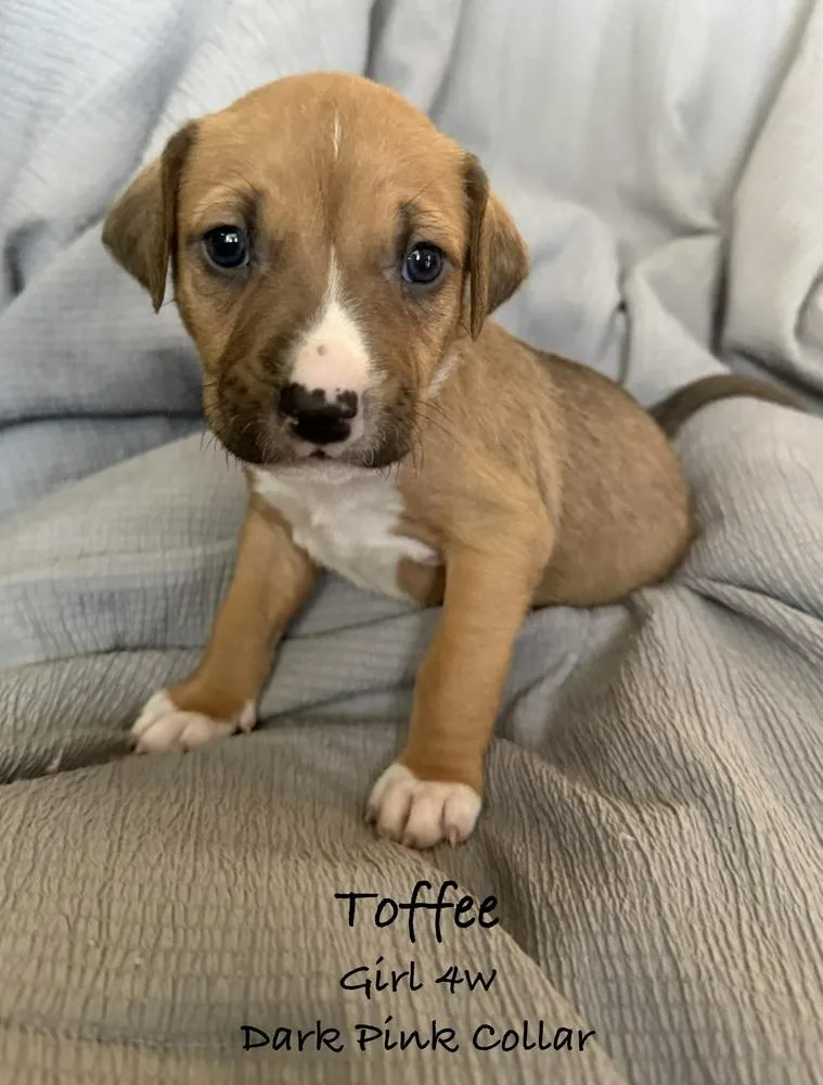 A baby small-sized female White / Cream Pit Bull Terrier dog named Toffee for adoption in Colorado Springs, CO