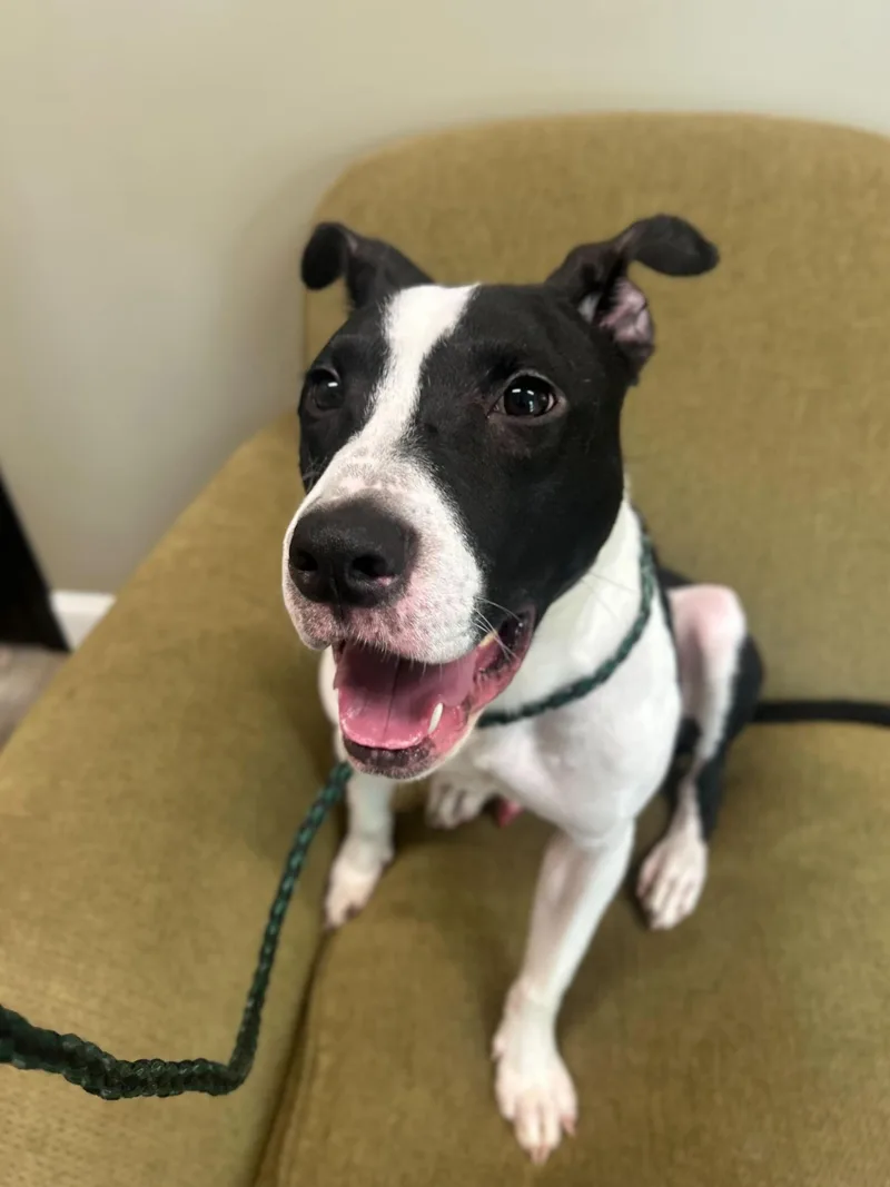 A young medium-sized male American Bully dog named Herb for adoption in O'Fallon, MO