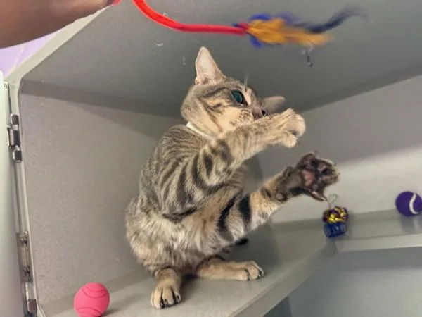 A baby medium-sized male Domestic Short Hair cat named Oak for adoption in New York, NY