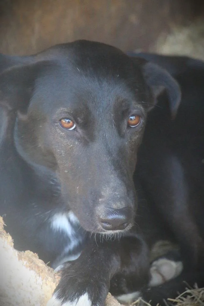 Govielynn thumbnail 3