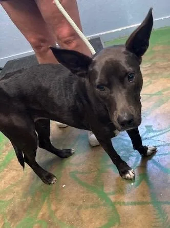 Govielynn thumbnail 4