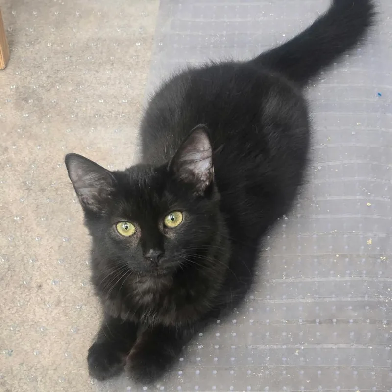 A baby small-sized male Black Domestic Short Hair cat named Firework for adoption in Brooklyn, NY