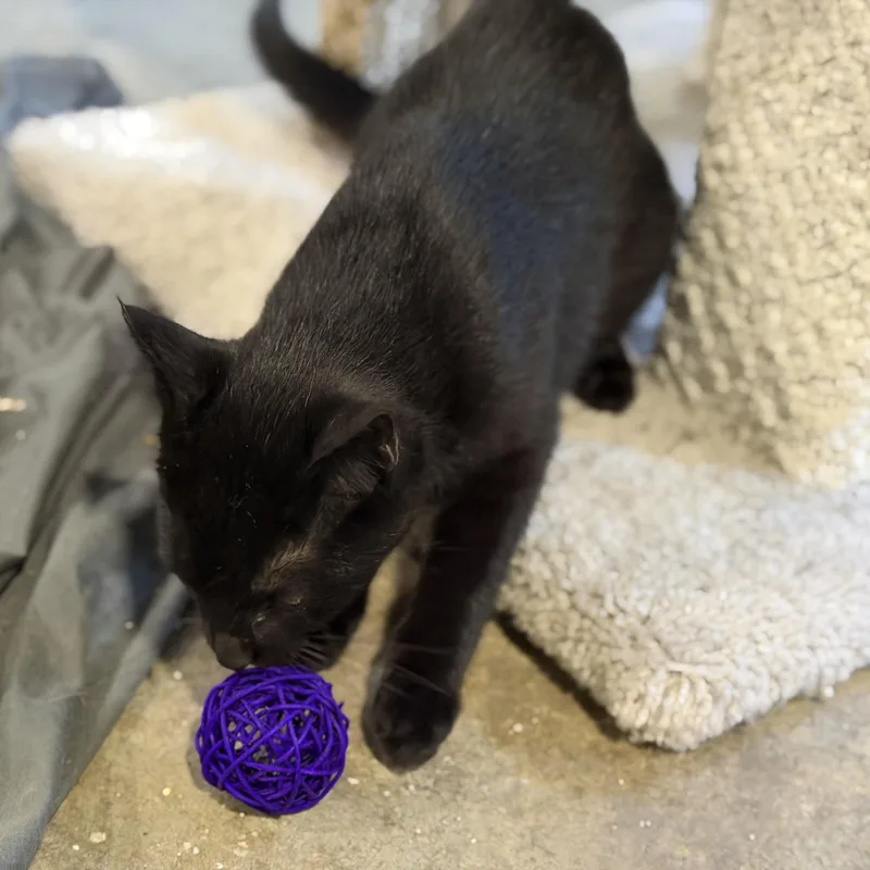 A baby medium-sized male Black Domestic Short Hair cat named Tippy for adoption in Stockholm, WI