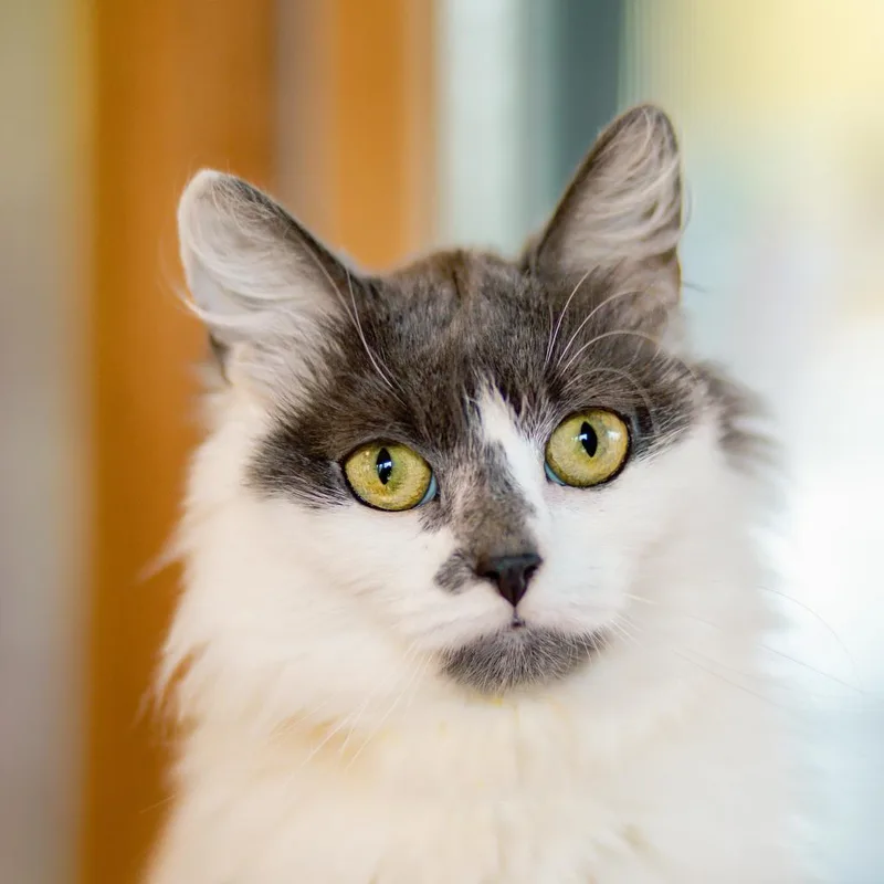 An adult medium-sized female Gray / Blue / Silver Domestic Long Hair cat named Mamie  Lap Cat for adoption in Brimfield, MA