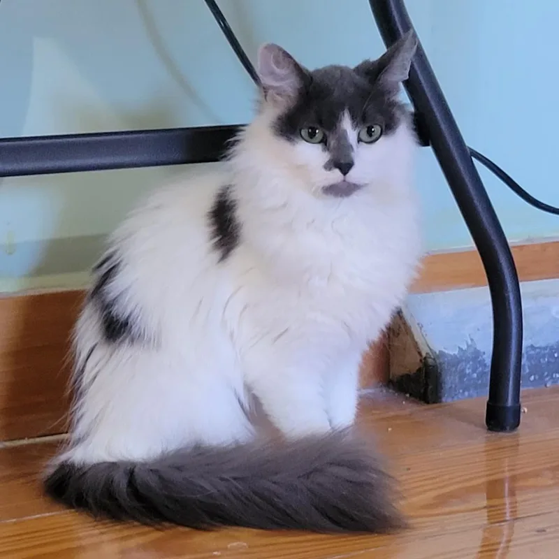 Mamie  Lap Cat thumbnail 5
