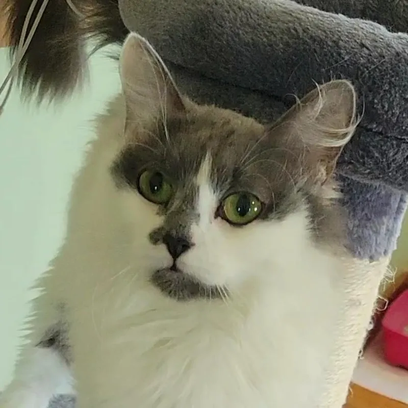 Mamie  Lap Cat thumbnail 6