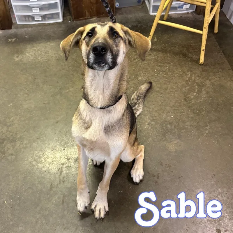 Sable