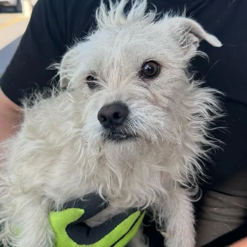 An adult small-sized female Terrier dog named Gloria for adoption in Sonoma, CA