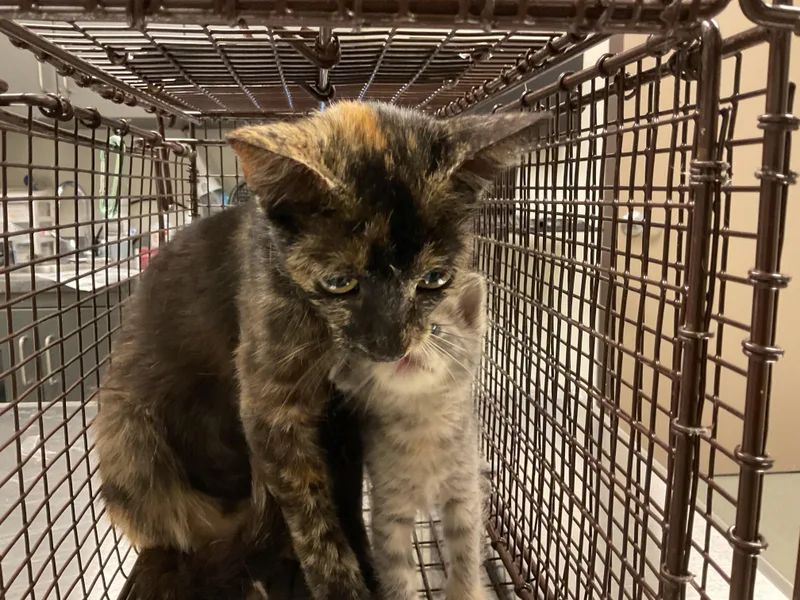 A young medium-sized female Domestic Short Hair cat named Zinnia for adoption in Ontario, CA