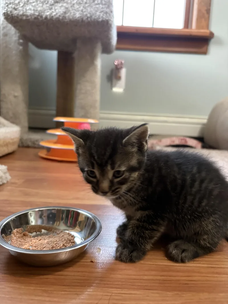 A baby small-sized male Domestic Short Hair cat named Snickers for adoption in BREINIGSVILLE, PA
