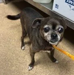 A senior small-sized female Chihuahua dog named Lolo Tx for adoption in Boonton, NJ