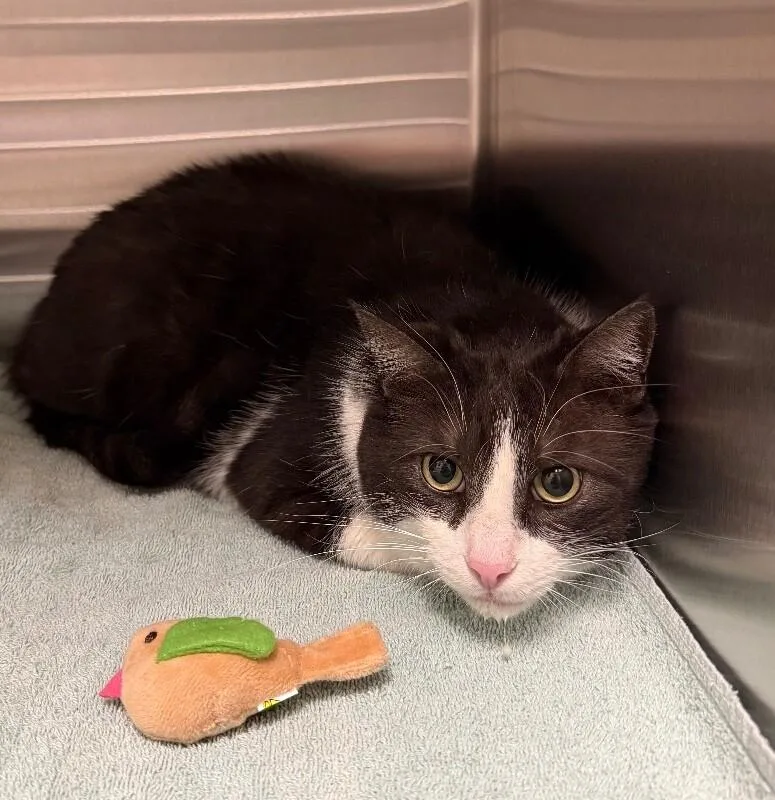 An adult large-sized female Domestic Short Hair cat named Cinder for adoption in Yankton, SD