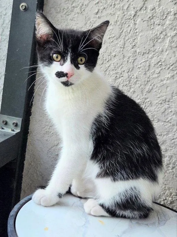A young medium-sized male Black & White / Tuxedo Domestic Short Hair cat named Hotch for adoption in Ocala, FL