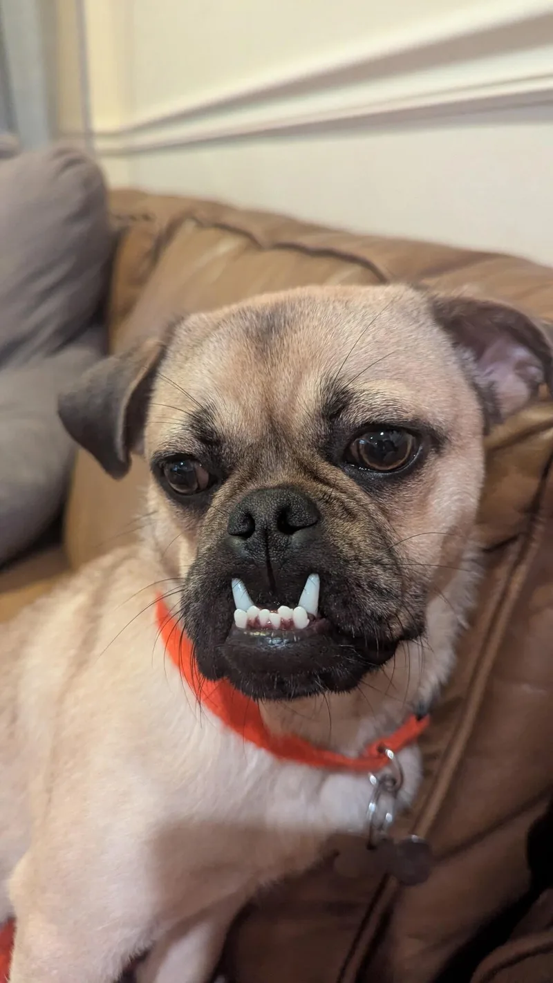 Peanut