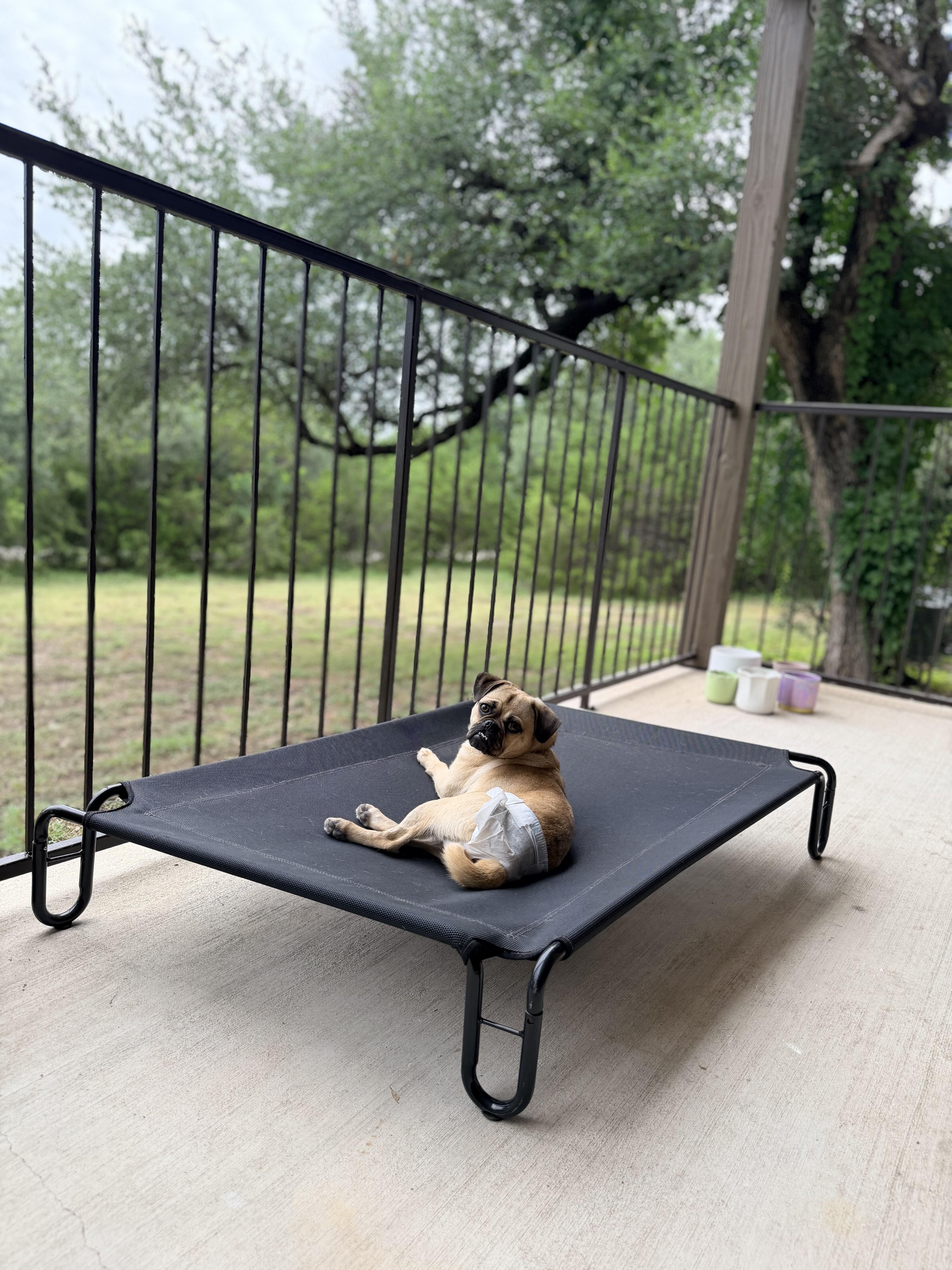Peanut thumbnail 3
