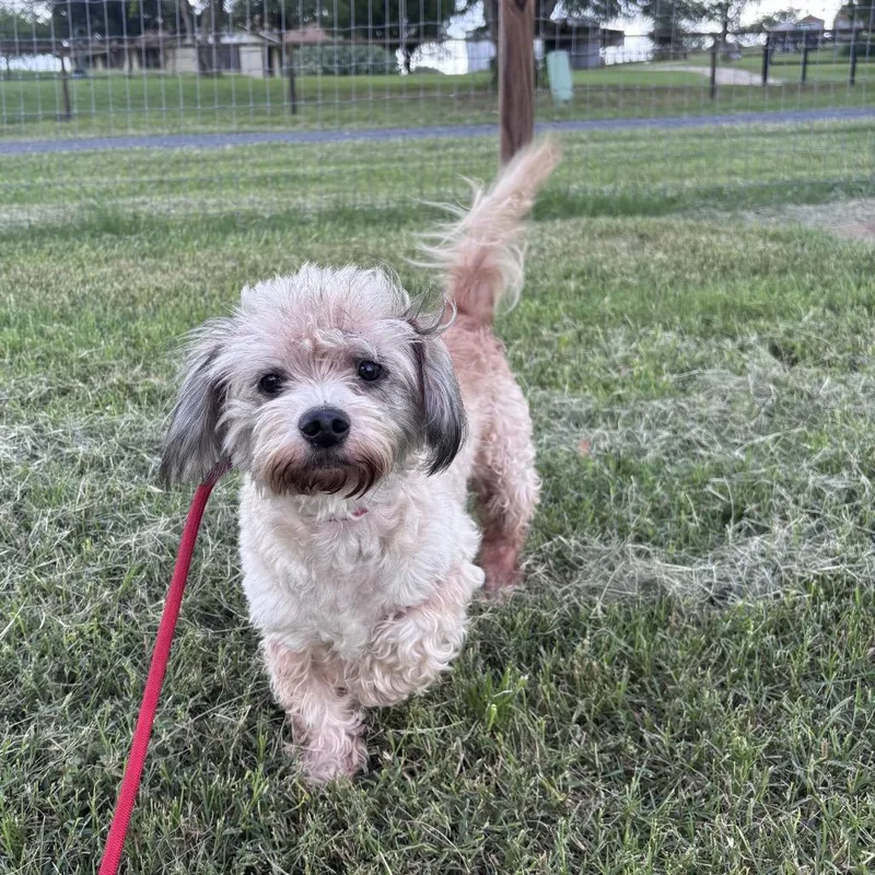 A senior small-sized male White / Cream Lhasa Apso dog named Bear for adoption in Floresville, TX