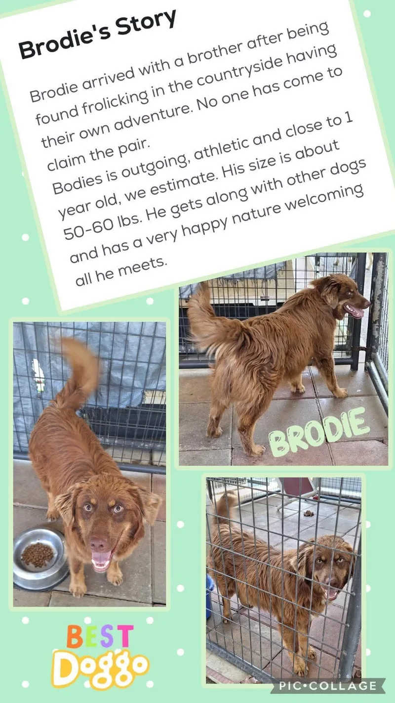 A young medium-sized male Brown / Chocolate Australian Shepherd dog named Brodie for adoption in Elyria, OH