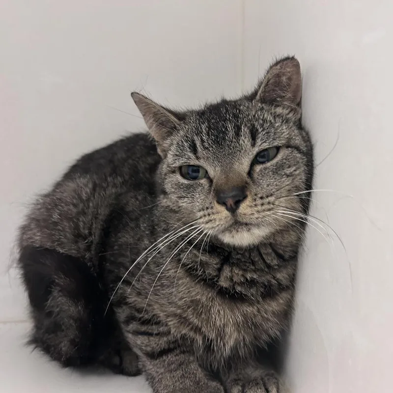 A young medium-sized female Black Domestic Short Hair cat named Jody for adoption in Philadelphia, PA