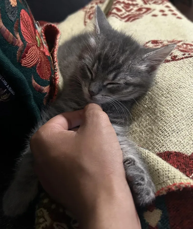 A baby small-sized male Tabby (Gray / Blue / Silver) American Shorthair cat named Bean for adoption in Florham Park, NJ