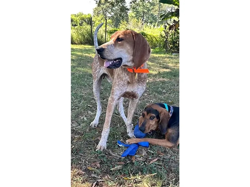 A young large-sized male English Coonhound dog named Orvis for adoption in Leawood, KS