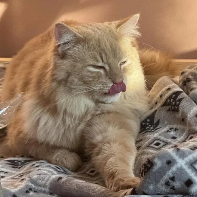 A young medium-sized male Buff / Tan / Fawn Domestic Long Hair cat named Chase for adoption in Ashland, VA