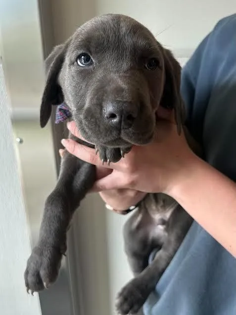 Gus