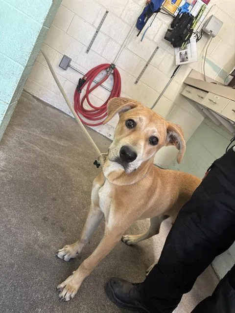 A young large-sized male Pit Bull Terrier dog named Parsley for adoption in Sacramento, CA
