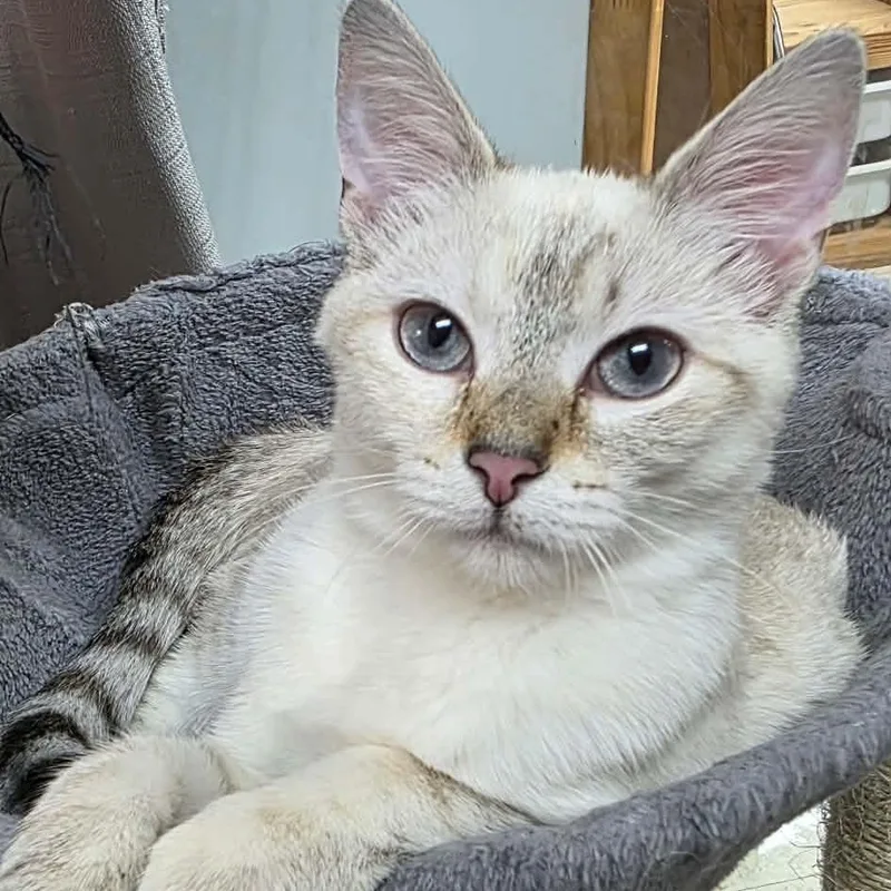 A baby medium-sized female Domestic Short Hair cat named Marie for adoption in Antioch, CA