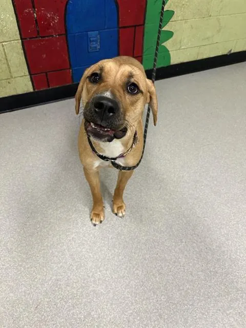 A young medium-sized female American Bulldog dog named Nova for adoption in Indianapolis, IN