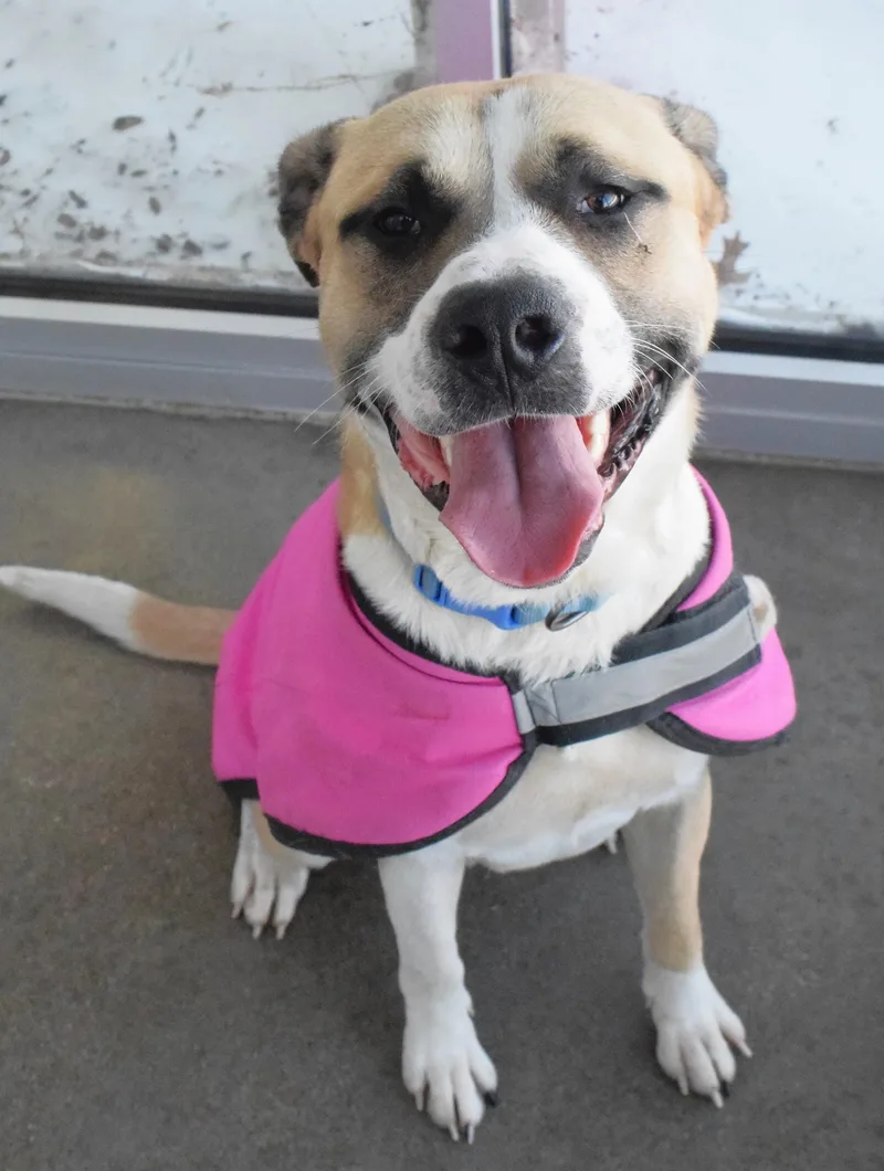 An adult large-sized male Brown / Chocolate Pit Bull Terrier dog named #21814 for adoption in Broken Arrow, OK
