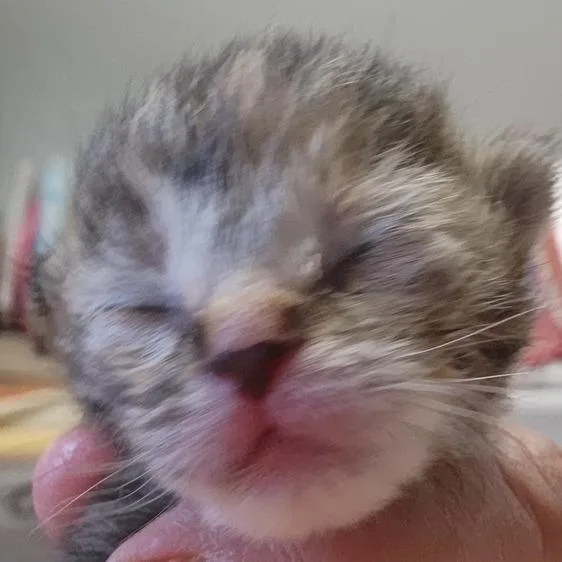 A baby small-sized female Gray / Blue / Silver Domestic Short Hair cat named B Patrice for adoption in Arizona City, AZ