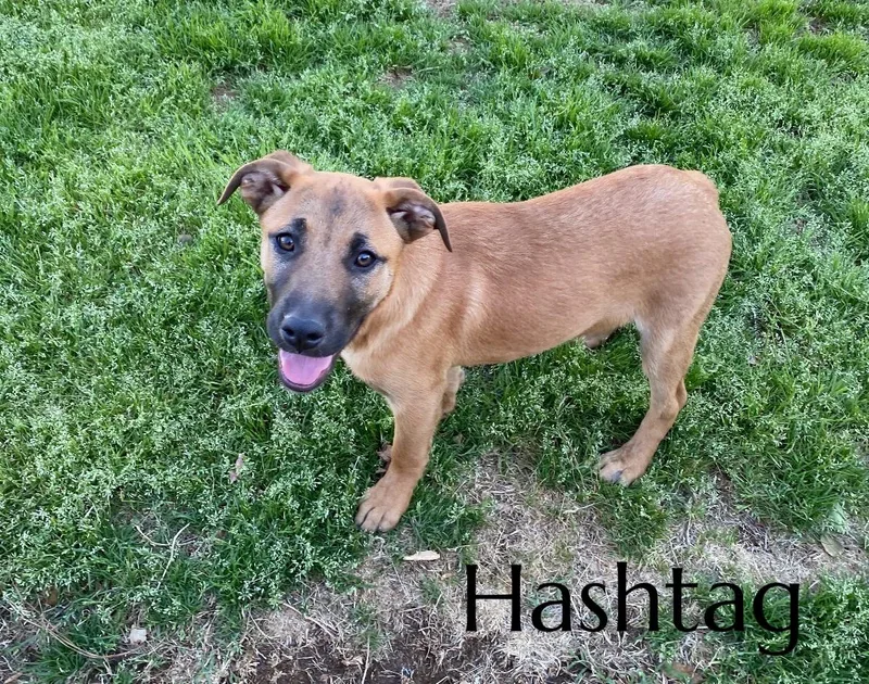 A baby medium-sized male Mountain Cur dog named Hashtag for adoption in Pembroke, MA