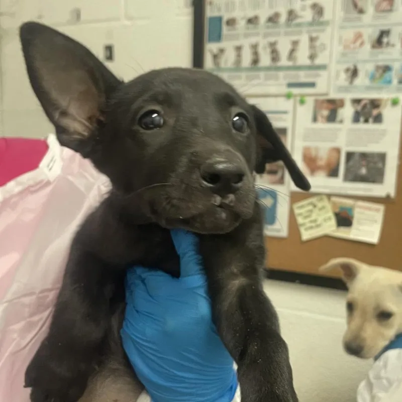 A baby small-sized female Black Shepherd dog named Soybean for adoption in Edinburg, TX
