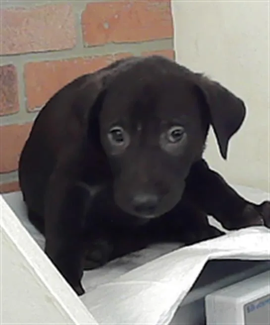 A baby small-sized male Labrador Retriever dog named Stone for adoption in Houston, TX