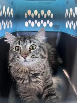 An adult medium-sized male Domestic Short Hair cat named Theon for adoption in West Chester, PA