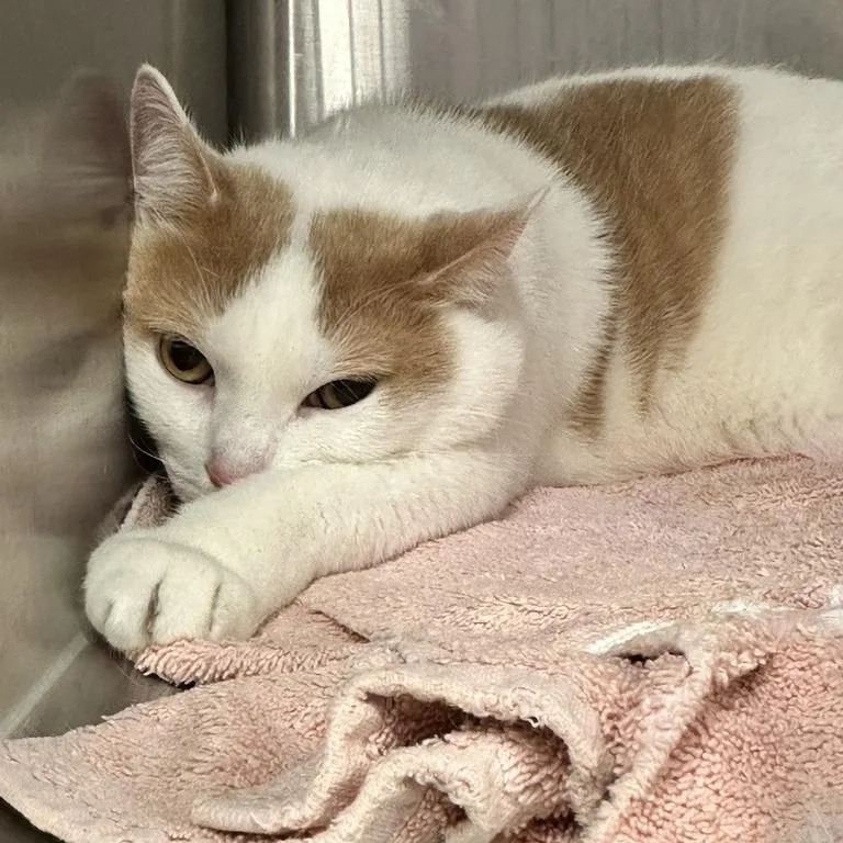 An adult extra large-sized male Domestic Short Hair cat named Scoot for adoption in Davenport, IA